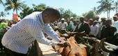 Inhambane faz lançamento da campanha de vacinação de gado bovino