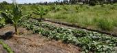 Cresce sector agrícola em Inhambane