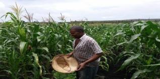 Inhambane atinge bons níveis de produção na campanha Agrária 2016/2017