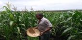 Inhambane atinge bons níveis de produção na campanha Agrária 2016/2017