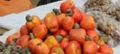 Inhambane espera 90 milhões de meticais da venda de castanha de caju