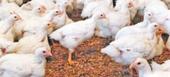 NYUSI pede mais produção de frangos em inhambane para reduzir a dependência externa
